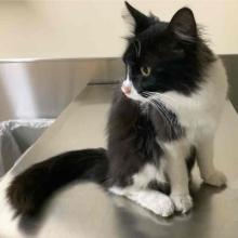 Black and white longhair cat with a fluffy tail