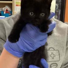 small black kitten being held by staff wearing blue gloves