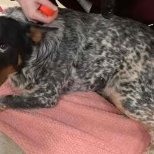 Black and white speckled dog with a few borwn patches laying on peach towel