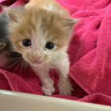 YOUNG MALE ORANGE TABBY KITTEN