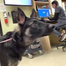 YOUNG MALE BROWN/BLACK GERMAN SHEPHERD