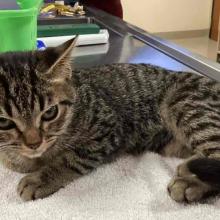 a tiny brown and black tabby kitten glares at the camera