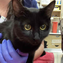 Close up of a young domestic shorthair black cat with yellow eyes