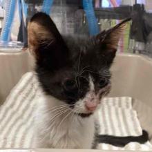 a black and white kitten in an incubator