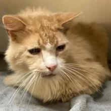 Orange senior cat with long white whiskers and a lighter coloured nose bridge