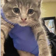 A grey and white tabby held by a technichian, arms extended. White socks on feet HMN