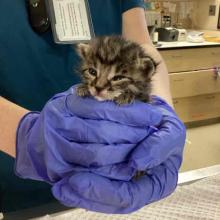 A tiny, two week old kitten with dark brown stripes and light brown coat.