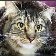 A Grey Brown Tabby with long white whiskers and eyebrows 