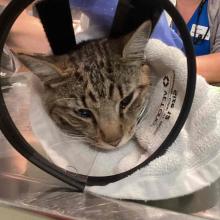 a grey tabby in a clear e-collar