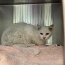 A white, domestic longhair cat, with a striking pink nose, sits in a kennel atop a pink blanket and stares at the camera.