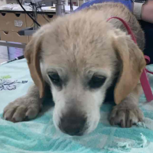 Close up of a small yellow labrador retriever mix dog laying on a teal and white towel