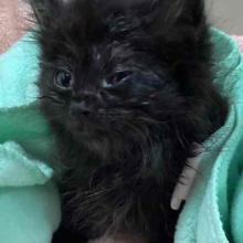 A longhaired black kitten crouches under a bright teal towel and squints