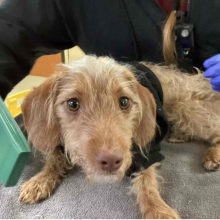 Small, female dog, approximately 8 months old, shaggy tan/blonde/white fur