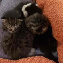 Two tricolor tabby kittens snuggle with a tuxedo kitten on an orange and navy blanket