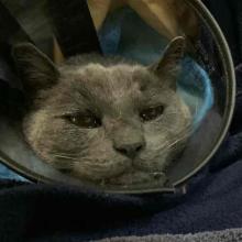 a grey cat wearing a cone lays on a blue towel