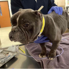 sdult male gray pitbull mix intact (not neutered) with tan stripe on head