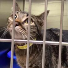 Tabby cat in kennel with yellow patient collar on