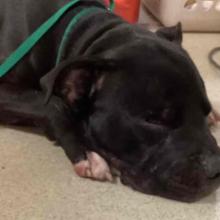 a black and white pitbull rests his head on white socked feet