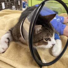 White and brown tabby cat with a cone on lays on an orange towel 