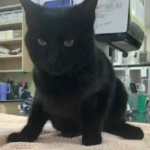 Black cat sitting on tan towel