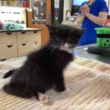 black cat of about six weeks old with white markings on paws and nose.