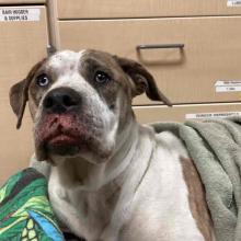 Adult female white and brown pit bull with brown over eyes and ears, white snout. 