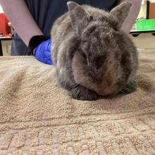 Medium sized gray rabbit