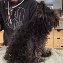 A black, longhaired dog with matted hair sits on a seafoam towel