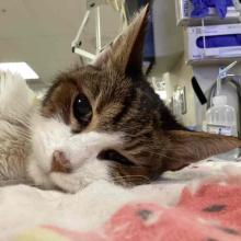 Close up of cat face laying down with tabby color on top of head and ears with white muzzle