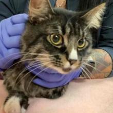 Close up of longhair tabby cat on peach towel behind held with blue gloved hands