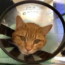 An Orange Tabby with cone on