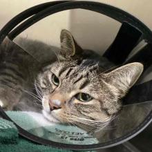 A grey tabby with a cone lays on a blue towel