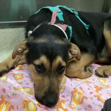 brown and tan shepherd mix lays her head on a pink and orange blanket