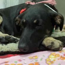 A tan and black shepherd mix curls up on a bed atop a blanket