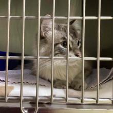 Gray, long hair, lynx point male Siamese cat, with short tail, light gray belly, and dark gray markings on face.