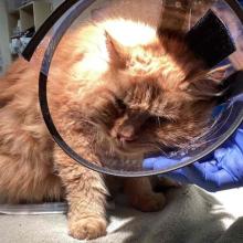 long haired orange tabby cat with clear plastic cone on white towel