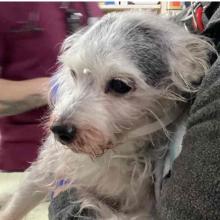 Gray, wired hair terrier dog face