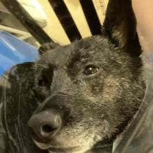 Adult Female cattle dog mix, about 3 years old, mostly black with some gray around mouth and pointed ears.