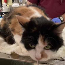 A shorthaired calico cat crouches on a ratty white towel and stainless steel exam table. The cat has a mostly black head with a white nose and lower jaw, with a light  brown spot near the nose. 