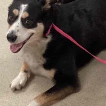 black dog with white nose and white front paws laying on floor with pink leash