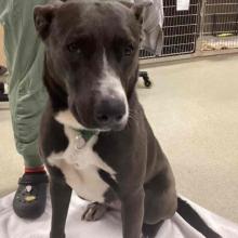 A grey and white pit mix sits