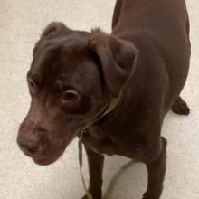 A brown lab with contusions on the snout and raised ears 