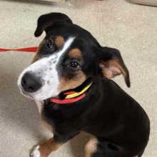 Black puppy sitting on floor with tan cheeks, eyebrows, and legs, with white muzzle and toes.