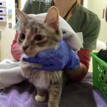 Young Female Intact Gray Tabby Domestic Shorthair - MGD14392