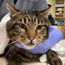 A brown, black, and white tabby is held in blue gloves 