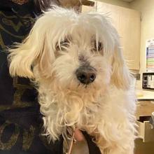 Small white dog with shaggy hair over eyes being held in human arms