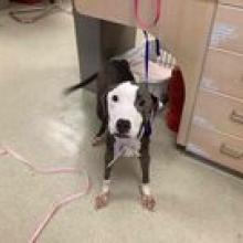 American pit bull terrier white face and paws with brown ears and spot around the eye