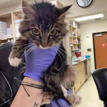 Small male tabby kitten with white paws on front and back legs 