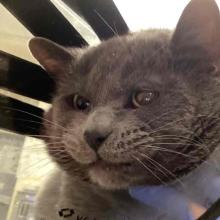 Grey cat in a cone squints at the camera