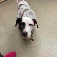 White dog with brown markings on face and ears in white sweater